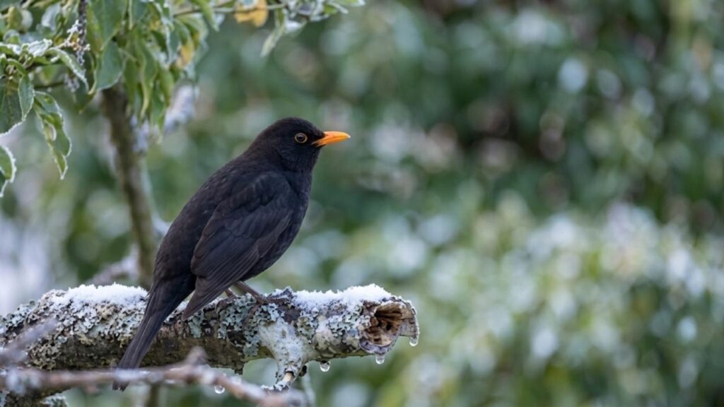 Merle noir au jardin : ce cri d’alerte peut révéler un prédateur caché