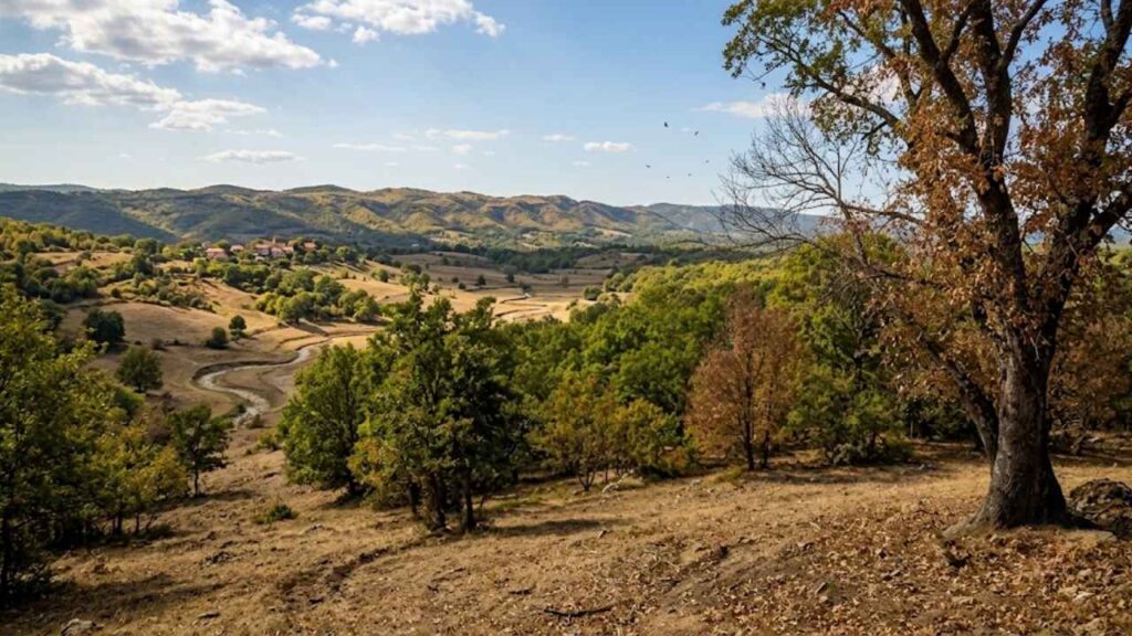 Arbres nus dès septembre : ce signal d’alerte face à la sécheresse inquiète