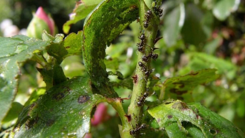 Des fourmis sur vos rosiers ? L’insecte qu’elles protègent peut causer plus de dégâts